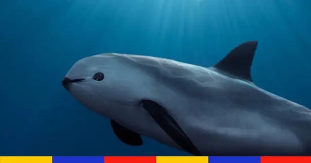 Au Mexique, une “Opération miracle” pour sauver le marsouin du Pacifique de l’extinction