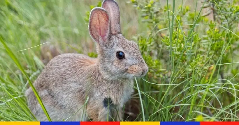 Cohabiter avec les lapins : il va falloir s’y faire !