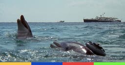 <p>Images issues du Film &#8220;The Day of the Dolphin&#8221; (1973)</p>
