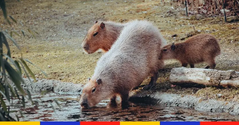 Que vous le croyiez ou non, cet animal est un poisson