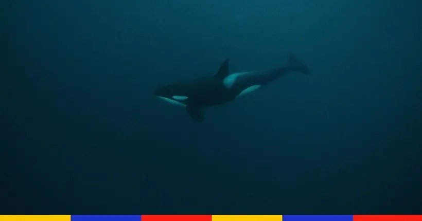 Suite à l’échec des opérations de sauvetage, l’orque coincée dans la Seine va être euthanasiée