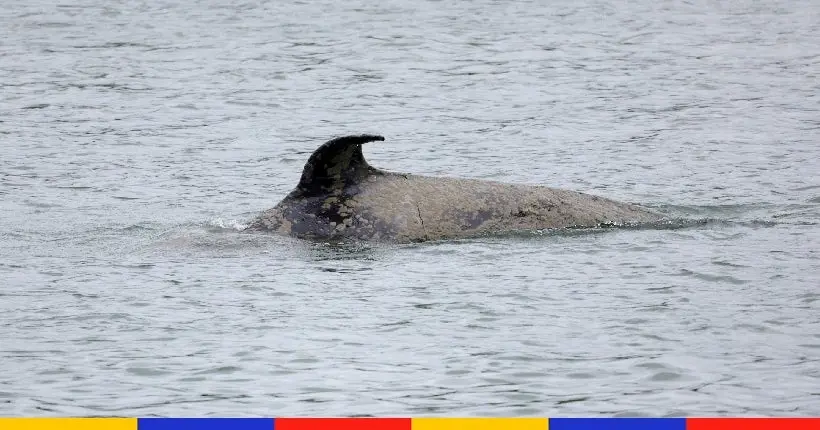 L’orque bloquée dans la Seine est morte des suites d’une maladie