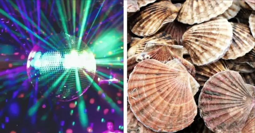 Des scientifiques ont découvert que les coquilles Saint-Jacques adorent les néons disco
