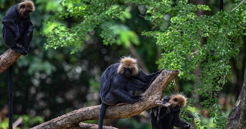 Frayeurs au Japon à cause de nombreuses attaques de macaques