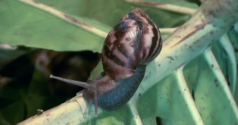 Des escargots géants sèment la zizanie en Floride