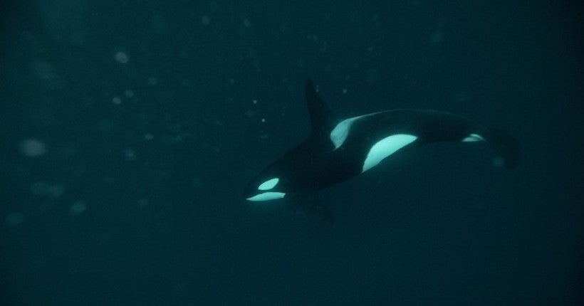 10 000 euros offerts par Sea Shepherd pour savoir qui a tiré sur l’orque de la Seine