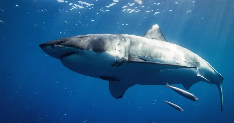 Une influenceuse mange un grand requin blanc en vidéo, la police enquête