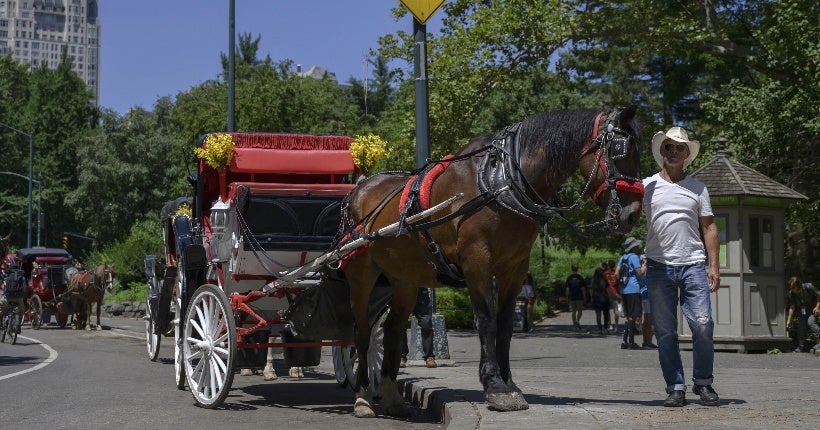 In New York, a horse collapses in the center of the road when pulling a carriage