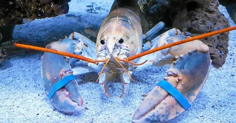 Pourquoi donc ce homard breton a-t-il échappé aux casseroles ?