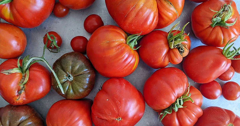 Ma question préférée : qu’est-ce que je vais faire de toutes ces tomates ?