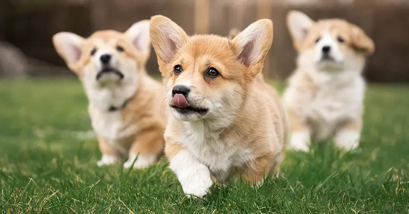 Le prix des corgis explose depuis la mort d’Elizabeth II