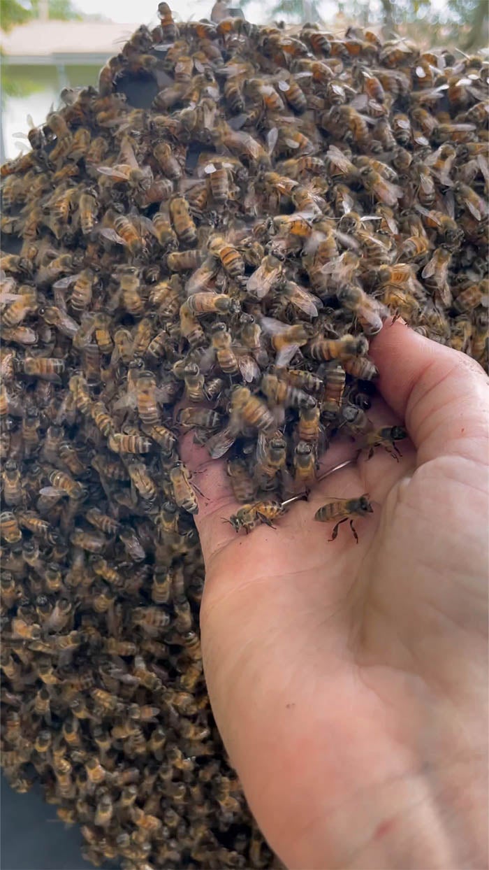 Erika vit au milieu des abeilles et raconte son quotidien de folie sur TikTok