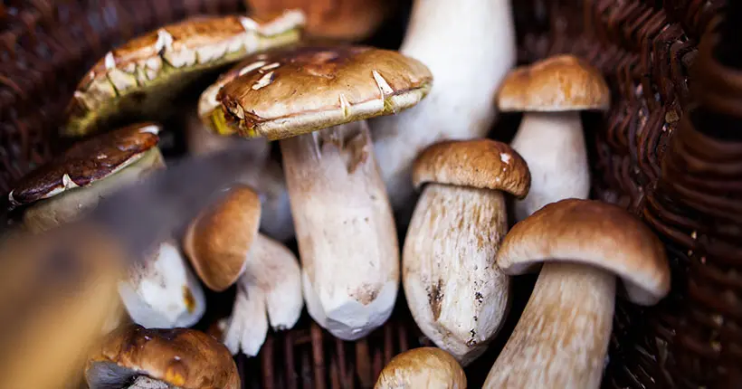 Vous l’ignorez encore, mais vous avez (vous aussi) besoin de ce livre sur les champignons