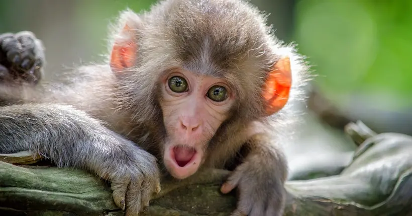Comment des images de singes en NFT se sont retrouvées au cœur d’un vol virtuel