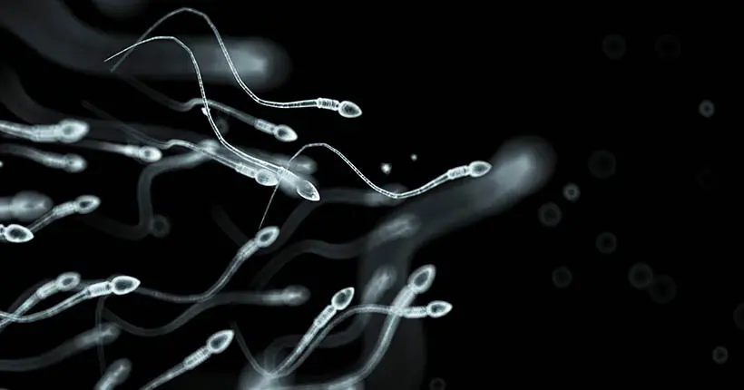 Des scientifiques ont compté les spermatozoïdes depuis 1973 et c’est pas foufou pour l’humanité
