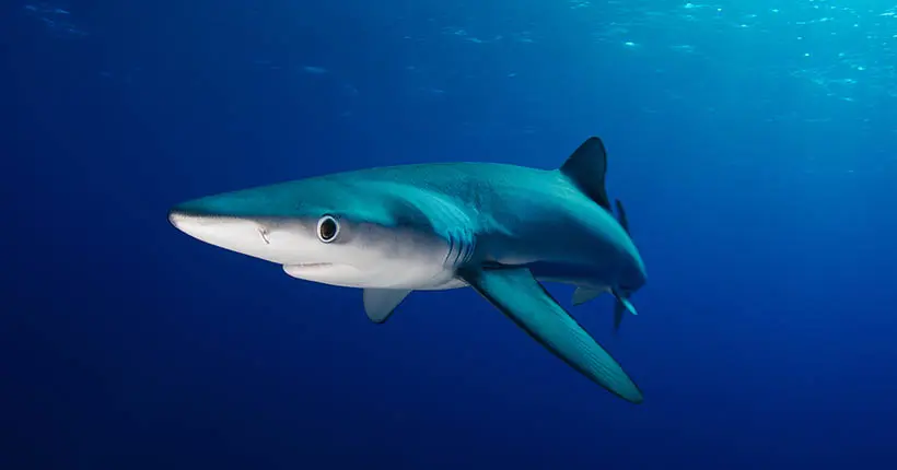 L’histoire de l’ostréiculteur qui a sauvé un requin de plus de deux mètres