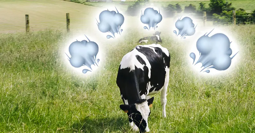 Prout : les yaourts de demain viendront-ils de vaches… qui polluent moins ?