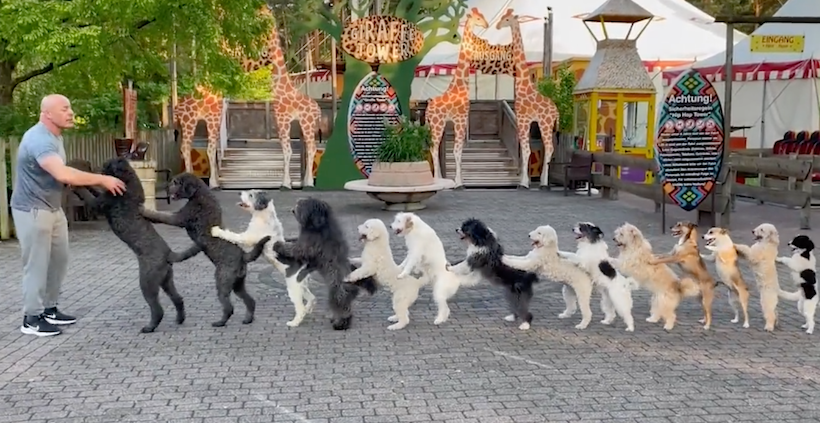 Woof woof : voici une vidéo de 14 chiens faisant une chenille (et c’est un record du monde)