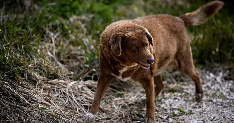 Woof : qui est Bobi, le chien le plus vieux du monde ?