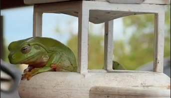 Rire, pleurer, vivre tout simplement : ce TikTok sur la construction d’une maison pour grenouilles mérite un Oscar