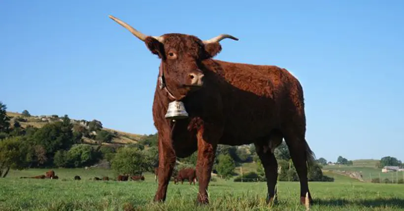 Au fait, c’est qui Ovalie, la vache “star” du Salon de l’agriculture ?