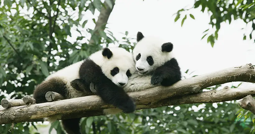 Oh non, les pandas ne veulent pas hum hum