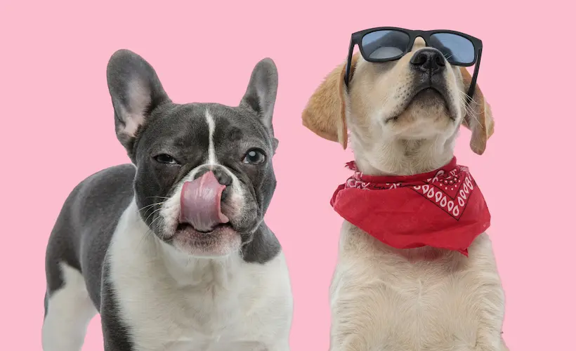 Woof woof et cocorico : le bouledogue français devient le chien préféré des Américains, devant le labrador