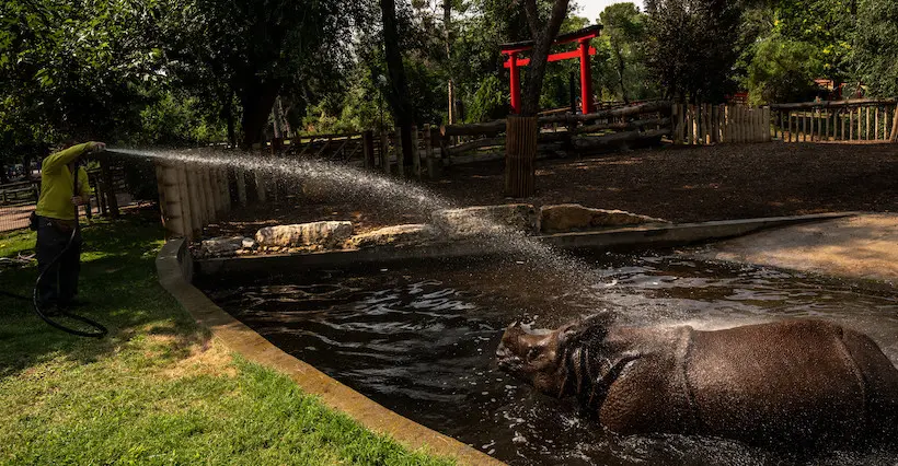 Mais pourquoi ce mec est-il allé se baigner avec des rhinocéros au zoo ?