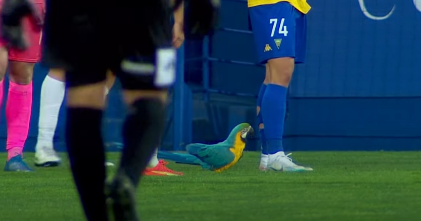 Alerte perroquet : un ara interrompt un match de foot au Portugal
