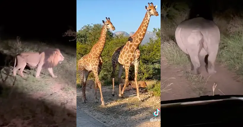 Cette vidéo d’animaux qui marchent au rythme d'”Africa” de Toto est la meilleure chose que vous verrez cette semaine