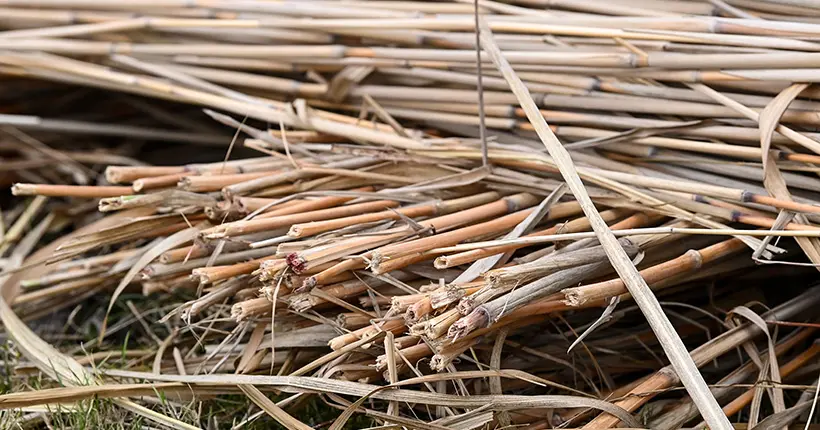 Mais c’est quoi le miscanthus, la plante qui promet de remplacer le fioul, l’élec ou le gaz ?