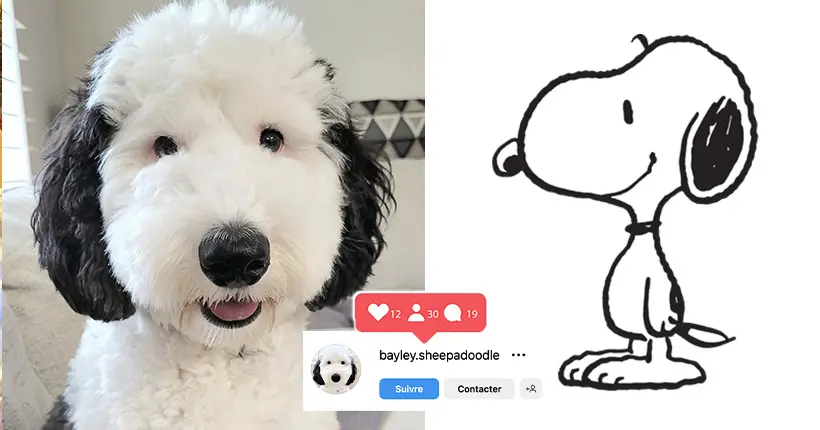 Ce petit chien ressemble (énormément) à Snoopy, et ça rend fou l’Internet