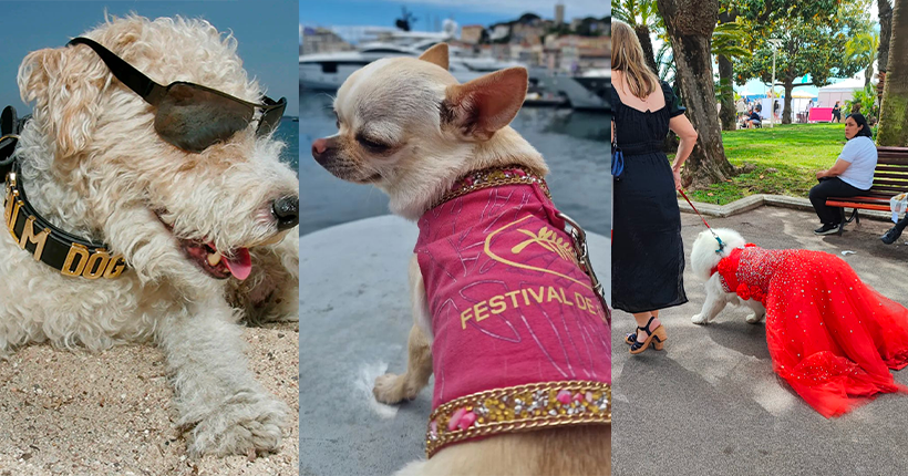 Cannes, jour 8 : et si les vraies stars du Festival de Cannes, c’étaient les chiens ?