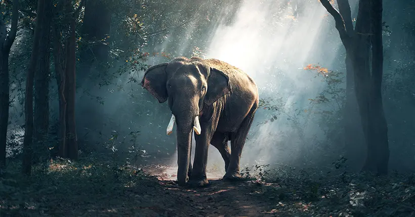 La folle histoire de l’éléphant “mangeur de riz” capturé après des années de traque
