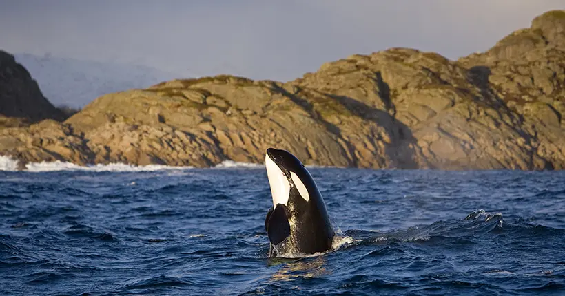 Ce n’est pas Willy qu’il va falloir sauver : des orques apprendraient à s’en prendre aux bateaux