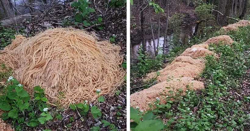 L’étrange histoire d’une montagne de pâtes abandonnées dans une forêt du New Jersey