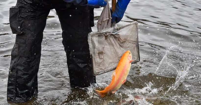 Ils trichent à un concours de pêche et finissent en prison