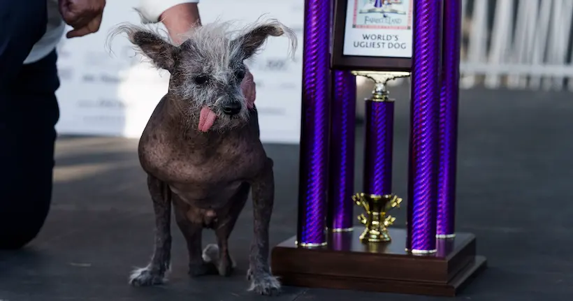Découvrez Scooter, le chien qui a été élu “le plus laid au monde”