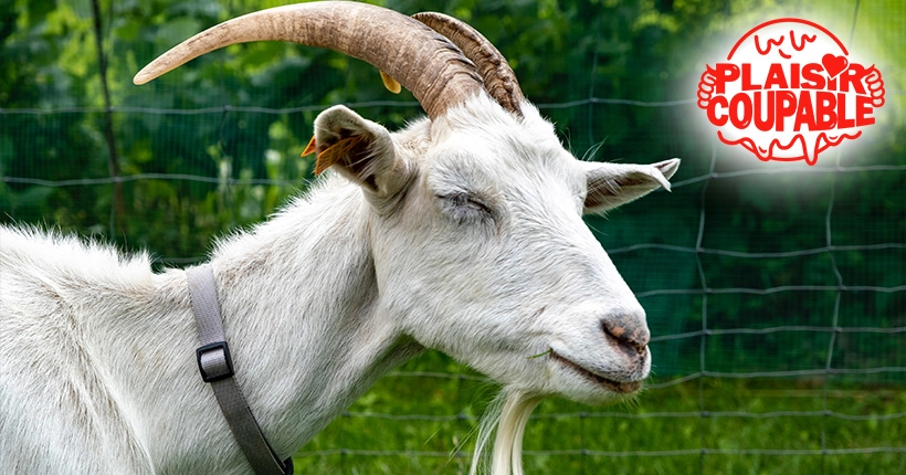 Je bois du lait de chèvre depuis ma tendre enfance (et je me fais vanner pour ça)