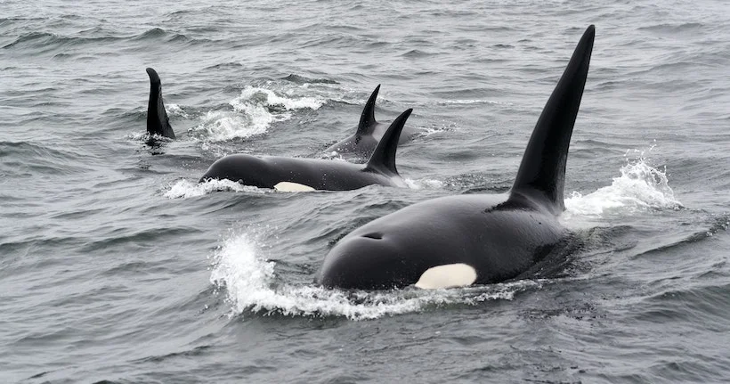 Le mystère des attaques d’orques : pourquoi se multiplient-elles sur les côtes espagnoles ?