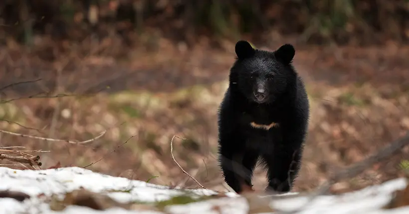 Jeu : aidez cet ours trop mims à être bien sapé pour aller en soirée