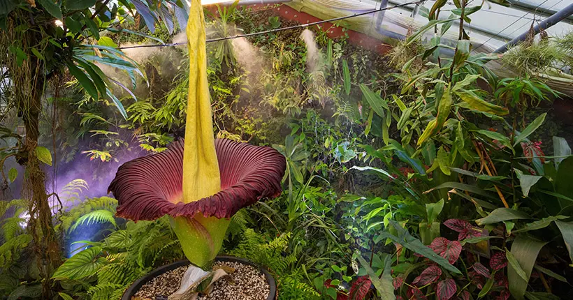 L’incroyable floraison de l’énorme fleur qui sent la mort à Nancy