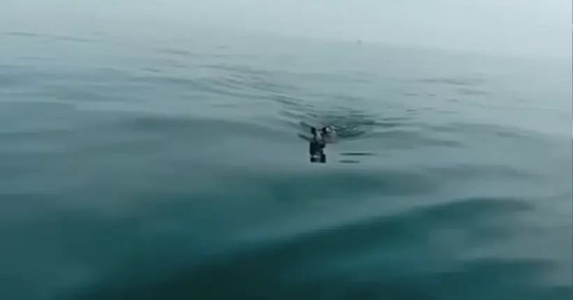 Ils pensaient voir nager un gentil dauphin ou un mignon phoque, en fait c’était un sanglier