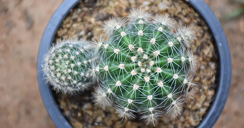 “Protégés et rarissimes” : 56 cactus oursins se font piquer par la douane