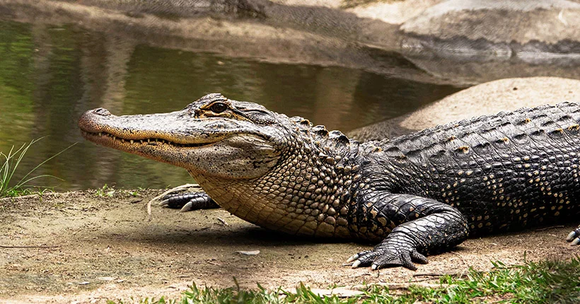 Les crocodiles pourraient faire d’excellents baby-sitters