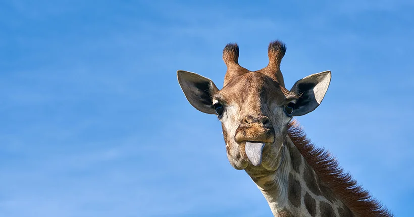 Trop mims : une girafe sans tache extrêmement rare vient de naître dans un zoo américain