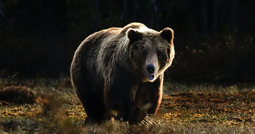La traque de l’ours brun “ninja” qui tenait en haleine le Japon vient de prendre fin