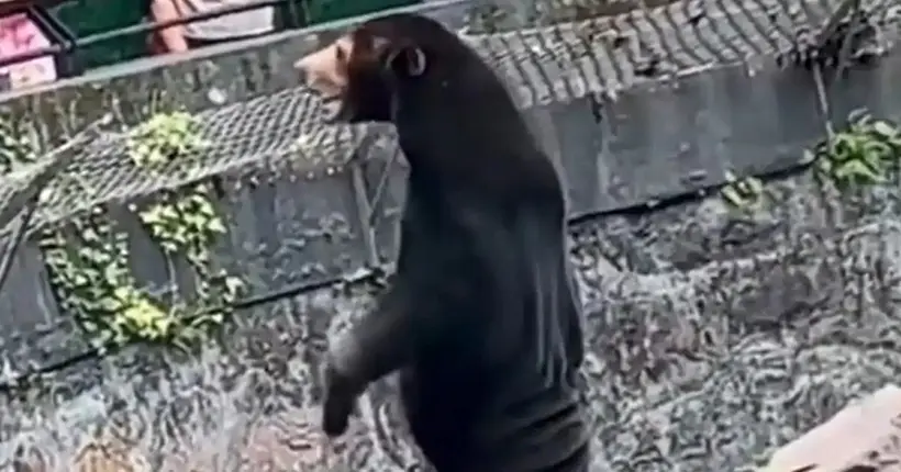 Bon, l’ours du zoo chinois, c’est un vrai ou un humain déguisé ?