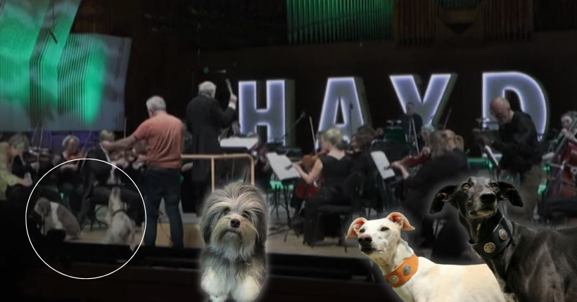 Des chiens jouent du Mozart avec un orchestre au Danemark (oui, c’est pour l’amour de l’art)