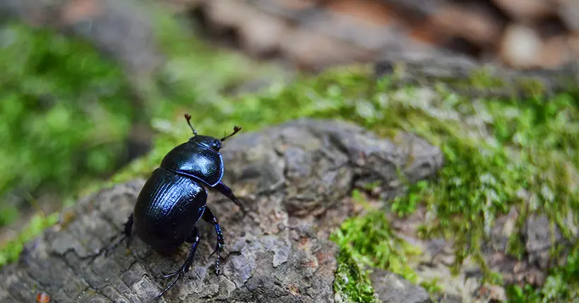 Mais pourquoi un insecte pourrait disparaître à cause… des néonazis ?